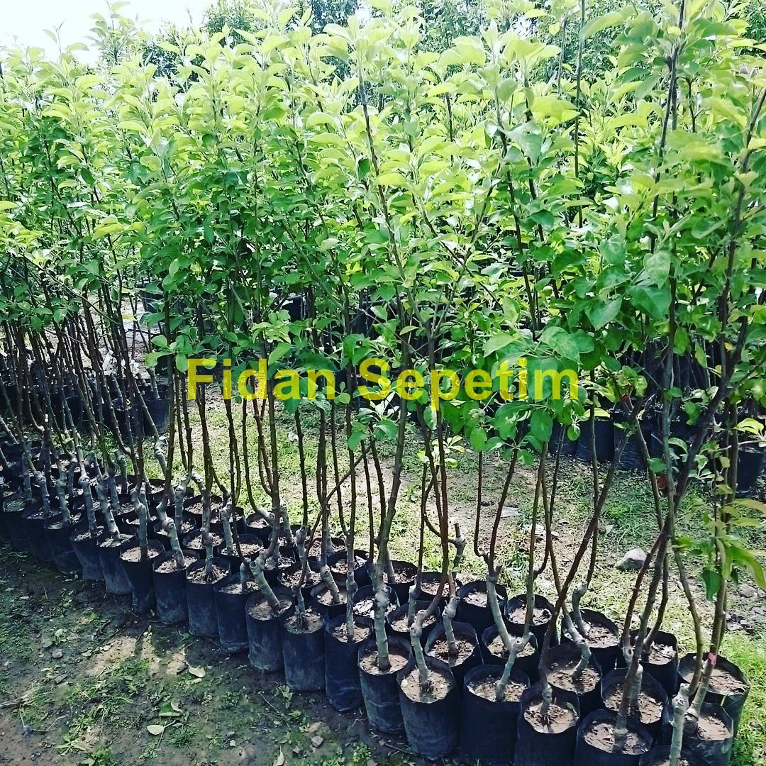 elma_fidanları_fidan_sepetim