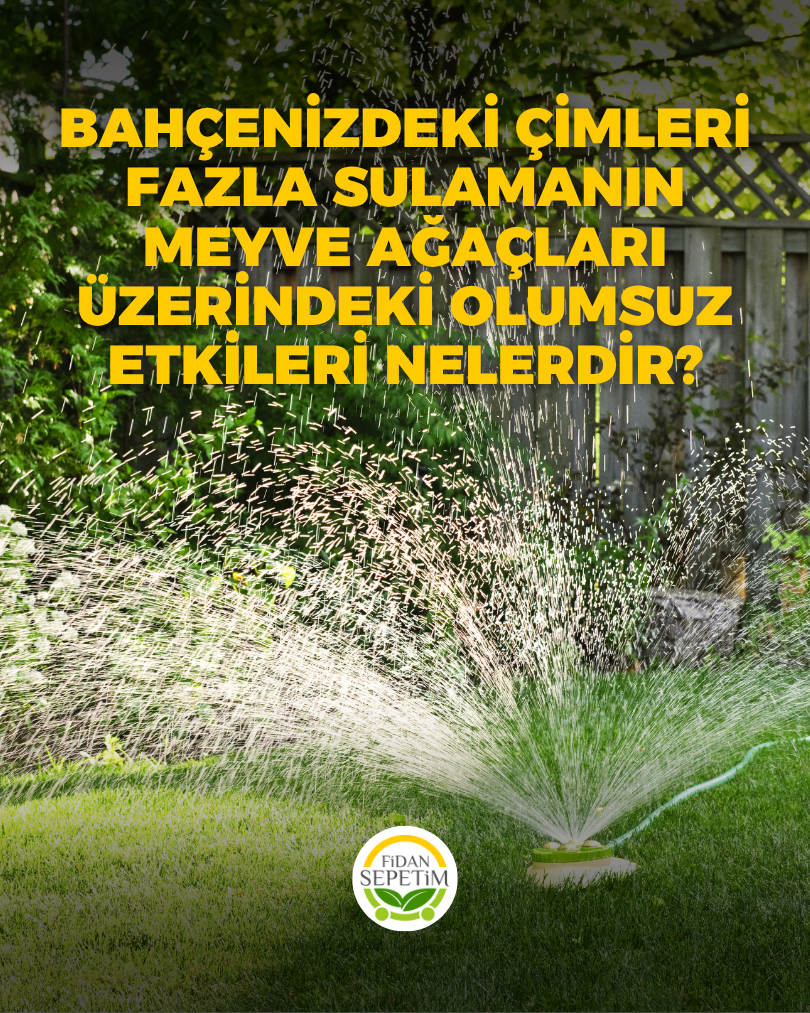 Bahçenizdeki çimleri fazla sulamanın meyve ağaçları üzerindeki olumsuz etkileri nelerdir?