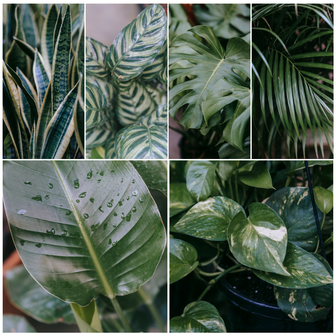 İç Mekan Bitkileri Rehberi