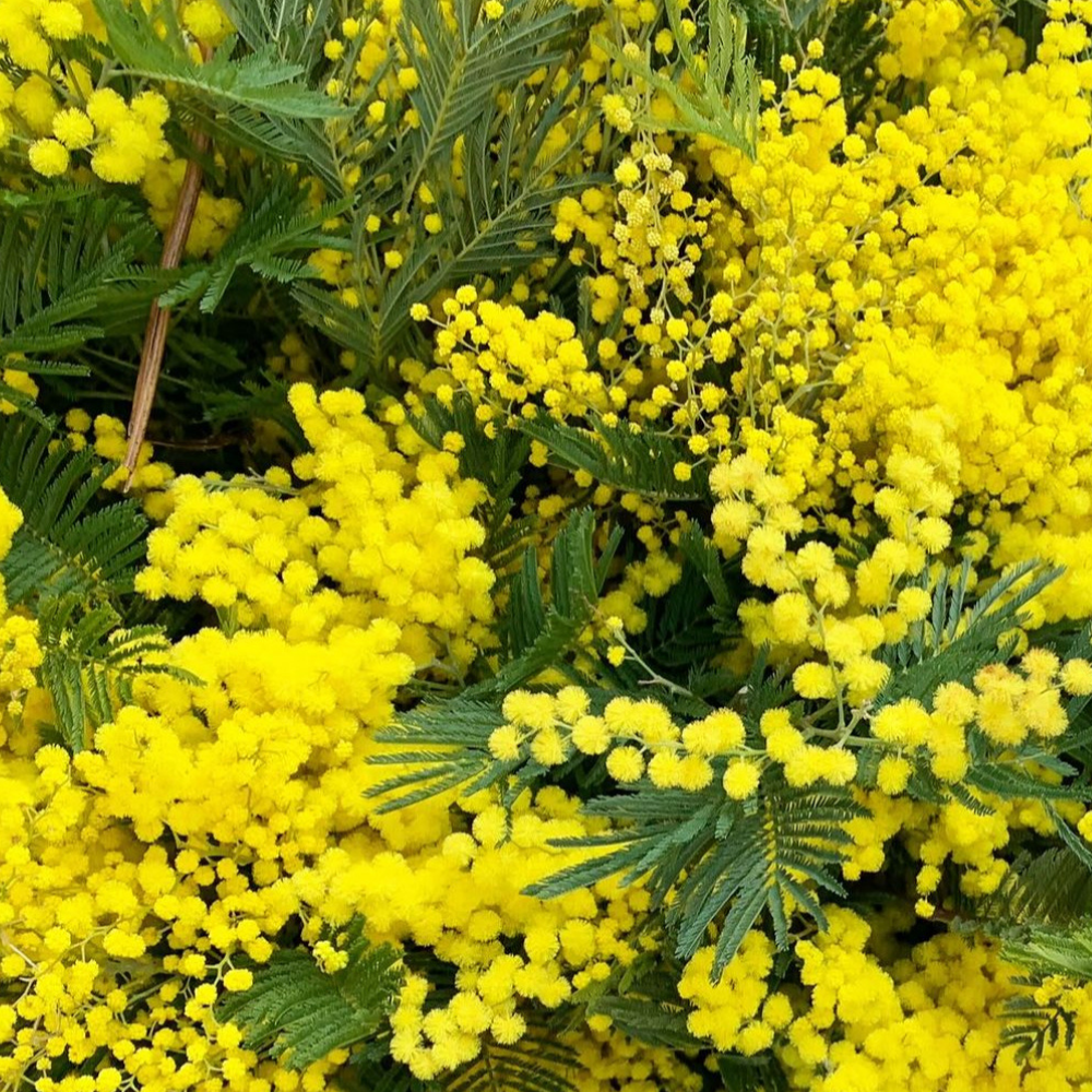 İlk Baharın en güzel bitkilerinden ''Mimoza''