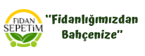 Fransız Lavanta Fidesi 'Lavandula Dentata' 48 Adet Fransız Lavanta Fidesi 'Lavandula Dentata' 48 Adet