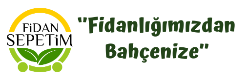 Fransız Lavanta Fidesi 'Lavandula Dentata' 48 Adet Fransız Lavanta Fidesi 'Lavandula Dentata' 48 Adet