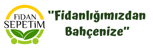 Gül Fidanları, Süs Bitkileri & Çiçekler