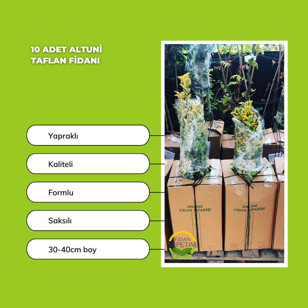 10 Adet Altuni Taflan Fidanı 10 Adet Altuni Taflan Fidanı
