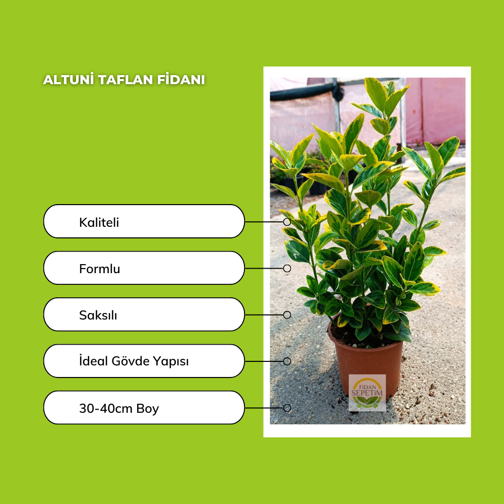 10 Adet Altuni Taflan Fidanı 10 Adet Altuni Taflan Fidanı