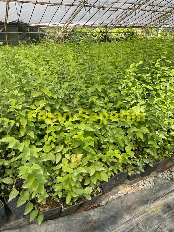 10 Adet BlueGold Çeşiti Yaban Mersini Fidanı Paketi 10 Adet BlueGold Çeşiti Yaban Mersini Fidanı Paketi