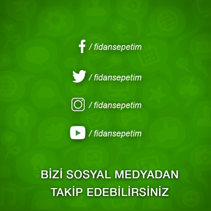 10 Adet Chester Böğürtlen Fidanı -Açık Kök- 10 Adet Chester Böğürtlen Fidanı -Açık Kök-