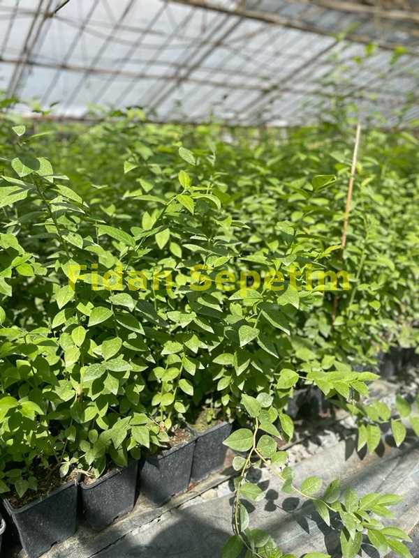 10 Adet Darrow Çeşiti Yaban Mersini Fidanı Paketi 10 Adet Darrow Çeşiti Yaban Mersini Fidanı Paketi