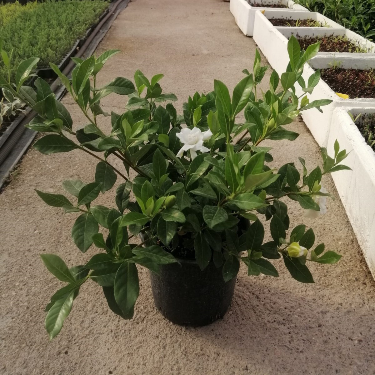 10 Adet Gardenia Jasminoides Gardenya Çiçeği Paketi 10 Adet Gardenia Jasminoides Gardenya Çiçeği Paketi