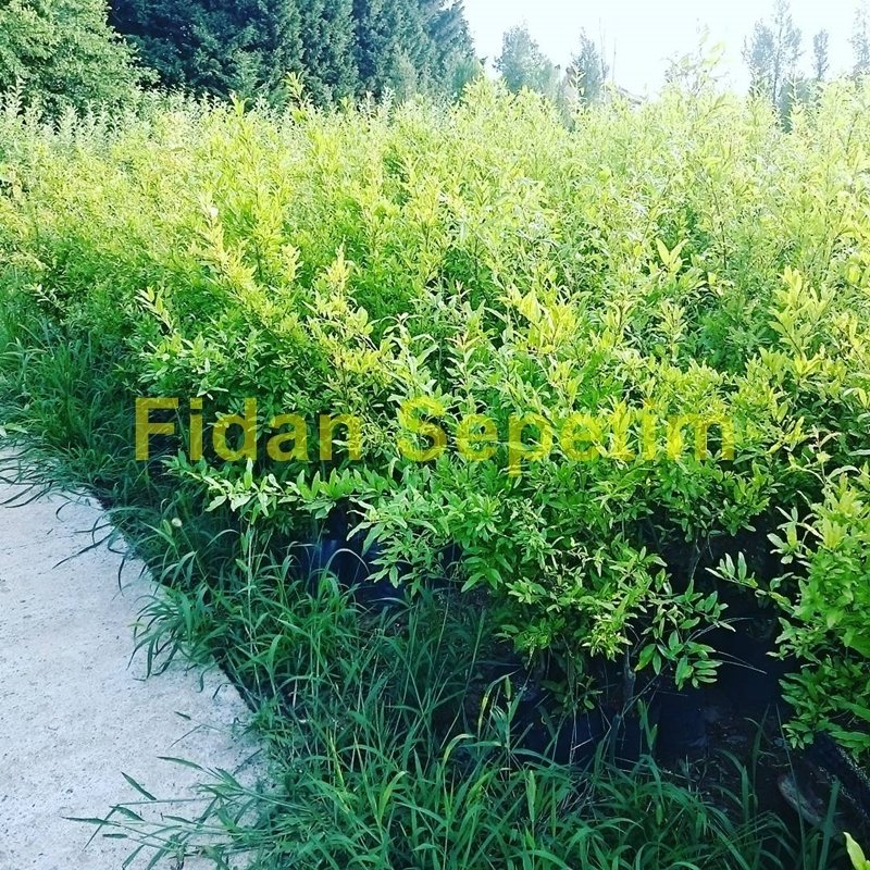 10 Adet Hicaz Nar Fidanı Paketi 10 Adet Hicaz Nar Fidanı Paketi