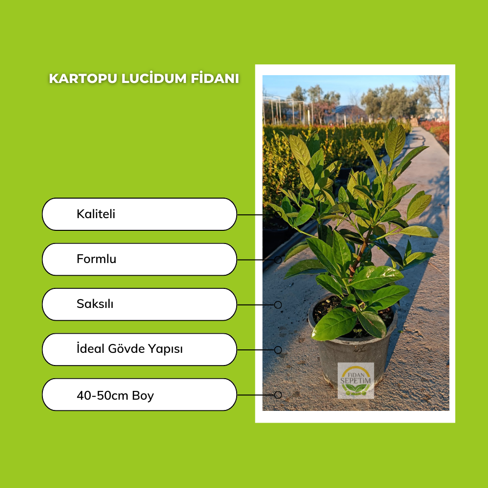 10 Adet Kartopu Lucidum Fidanı Paketi 10 Adet Kartopu Lucidum Fidanı Paketi