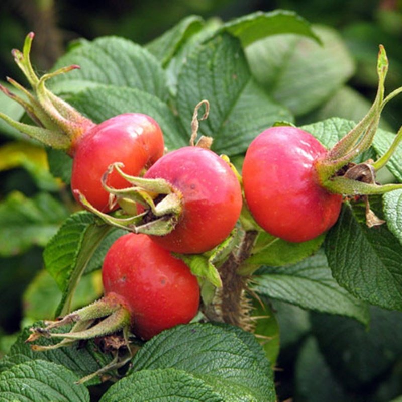 10 Adet Kuşburnu Fidanı Paketi (Rosa Rugosa) 10 Adet Kuşburnu Fidanı Paketi (Rosa Rugosa)