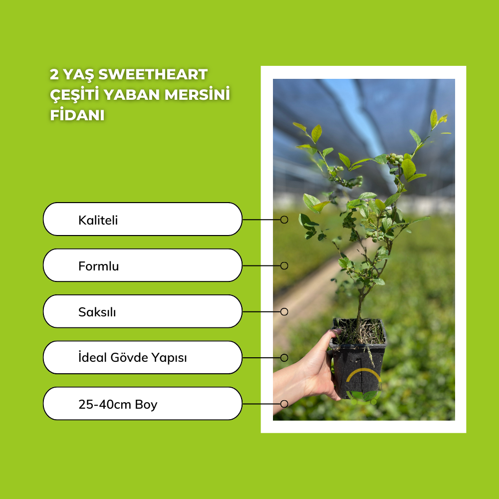10 Adet Sweetheart Çeşiti Yaban Mersini Fidanı Paketi