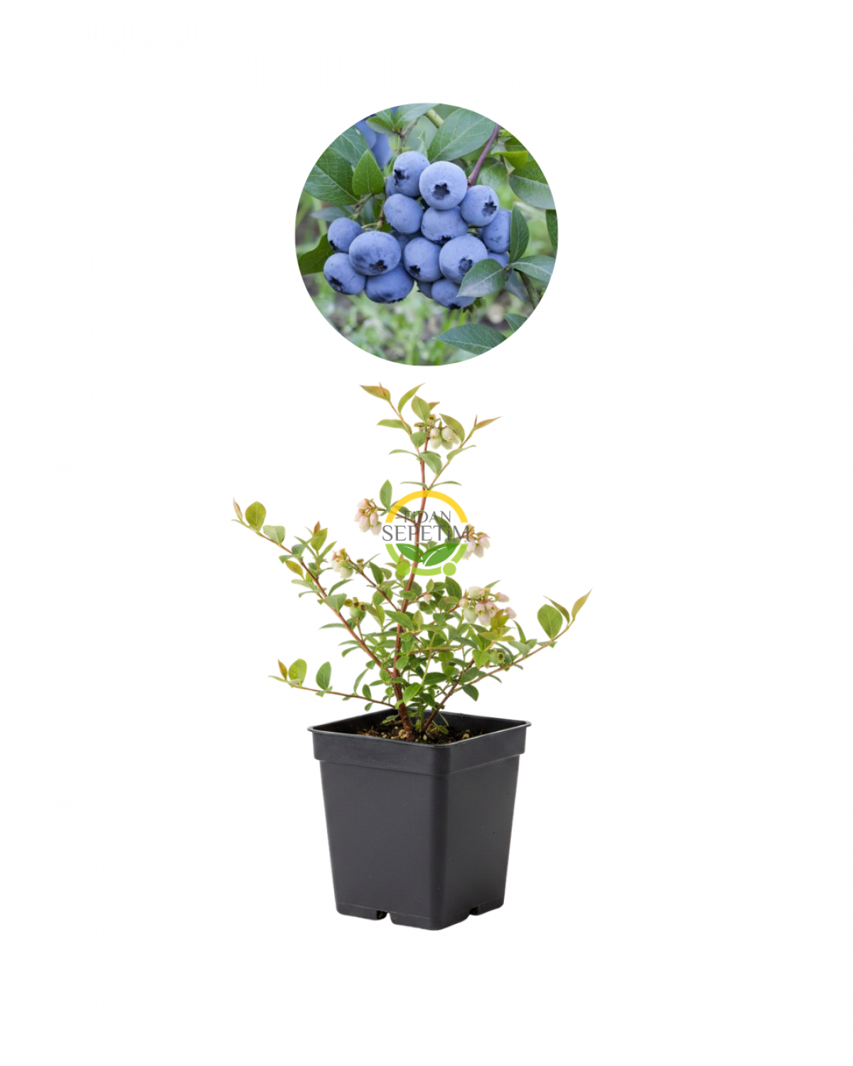 10 Adet Sweetheart Çeşiti Yaban Mersini Fidanı Paketi