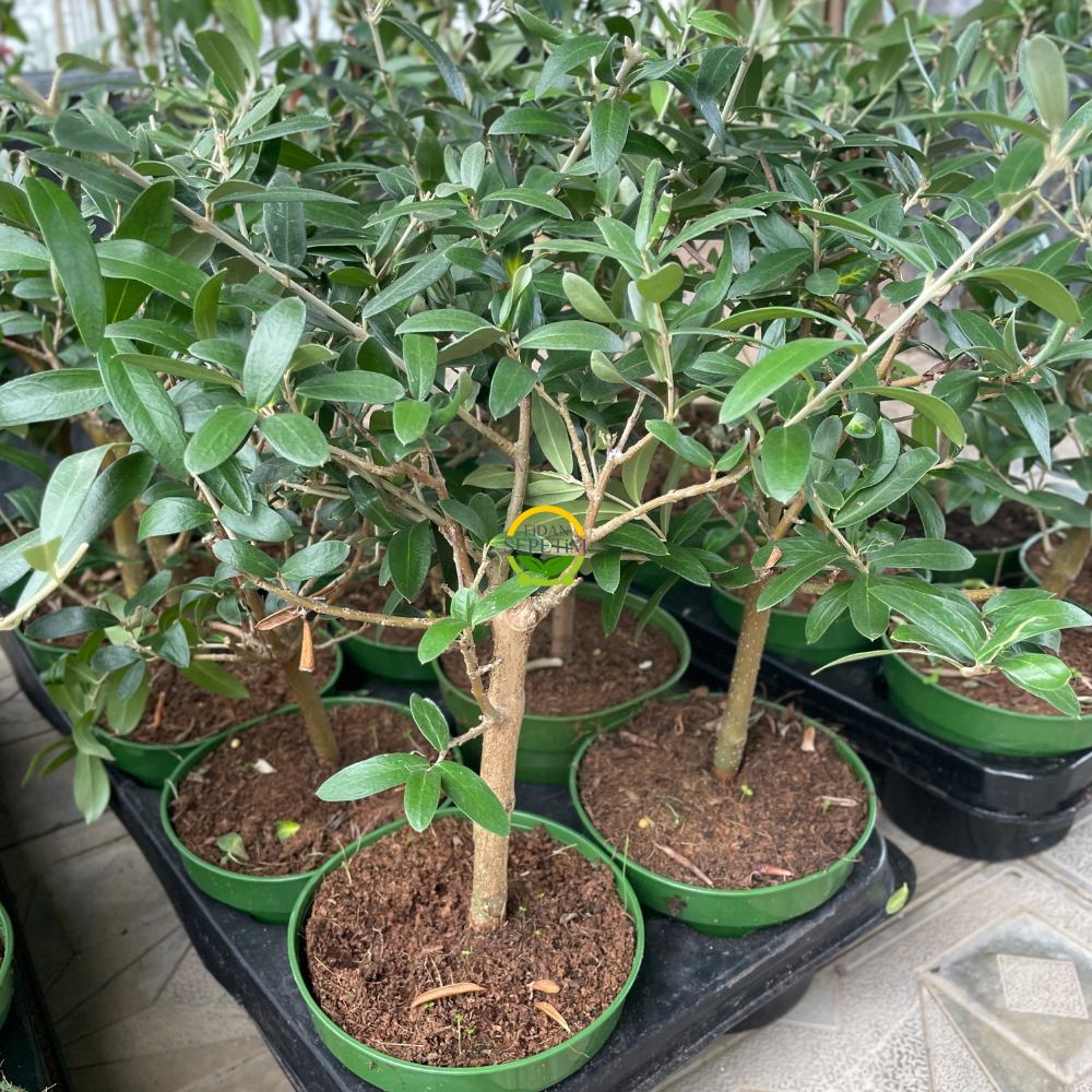 10 Adet Zeytin Fidanı (Nikah Şekeri & Özel Gün Hediyesi) 10 Adet Zeytin Fidanı (Nikah Şekeri & Özel Gün Hediyesi)