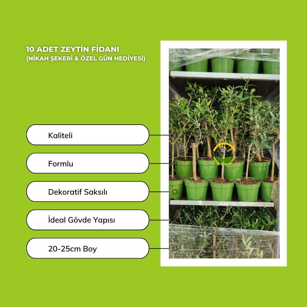 10 Adet Zeytin Fidanı (Nikah Şekeri & Özel Gün Hediyesi) 10 Adet Zeytin Fidanı (Nikah Şekeri & Özel Gün Hediyesi)