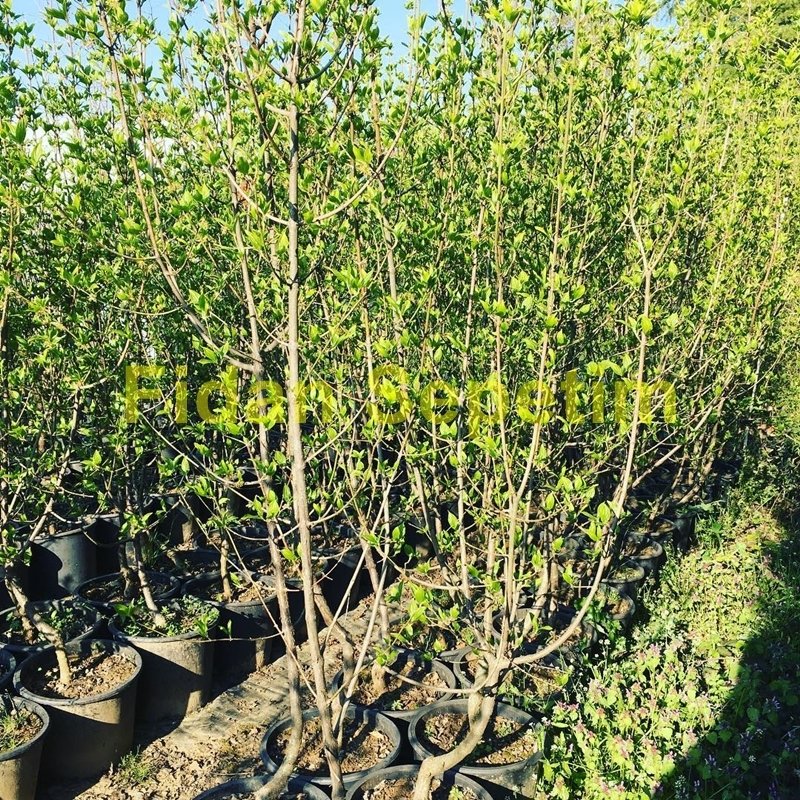 10 Yaş Aşılı Kızılcık Fidanı 10 Yaş Aşılı Kızılcık Fidanı