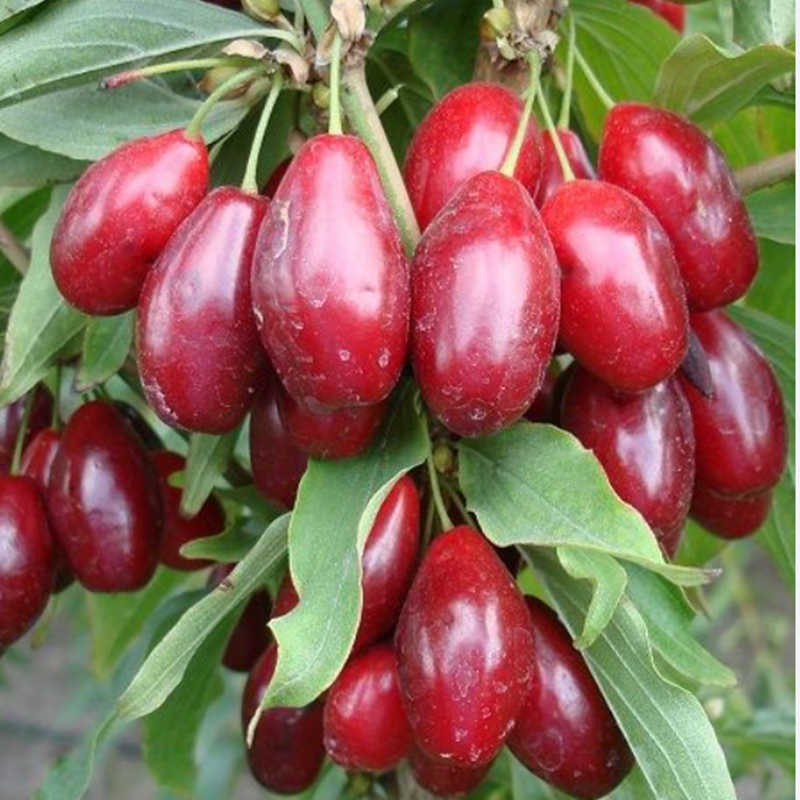 10 Yaş Aşılı Kızılcık Fidanı 10 Yaş Aşılı Kızılcık Fidanı