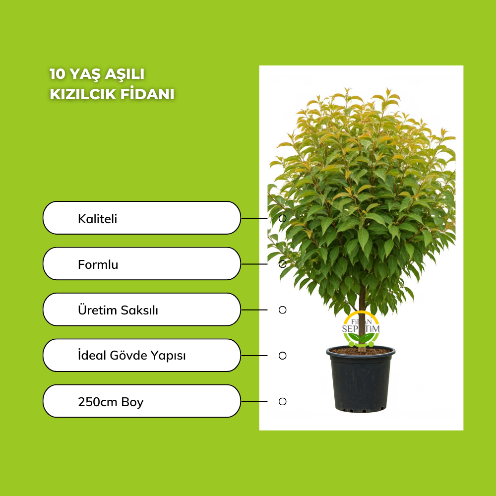 10 Yaş Aşılı Kızılcık Fidanı 10 Yaş Aşılı Kızılcık Fidanı