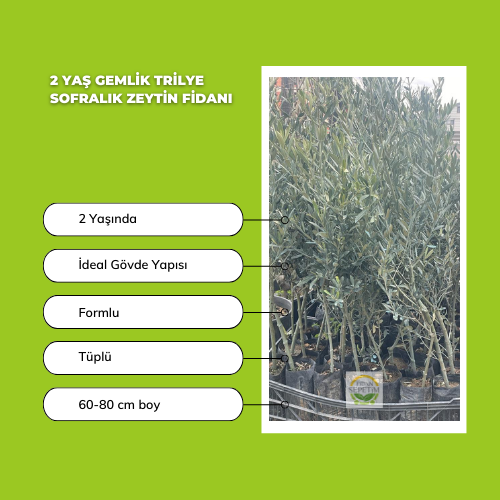 10 adet 2 Yaş Gemlik Trilye Sofralık Zeytin Fidanı Paketi 10 adet 2 Yaş Gemlik Trilye Sofralık Zeytin Fidanı Paketi