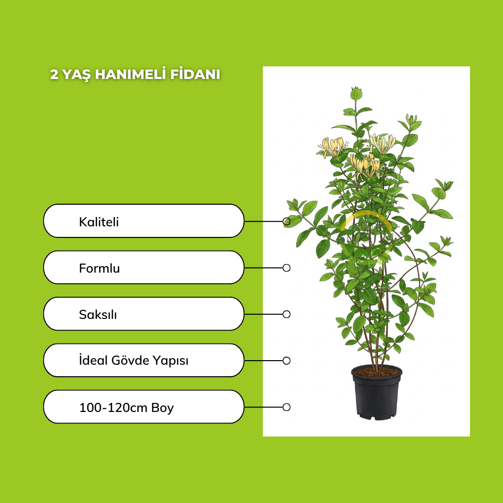 10 adet Hanımeli Fidanı Paketi