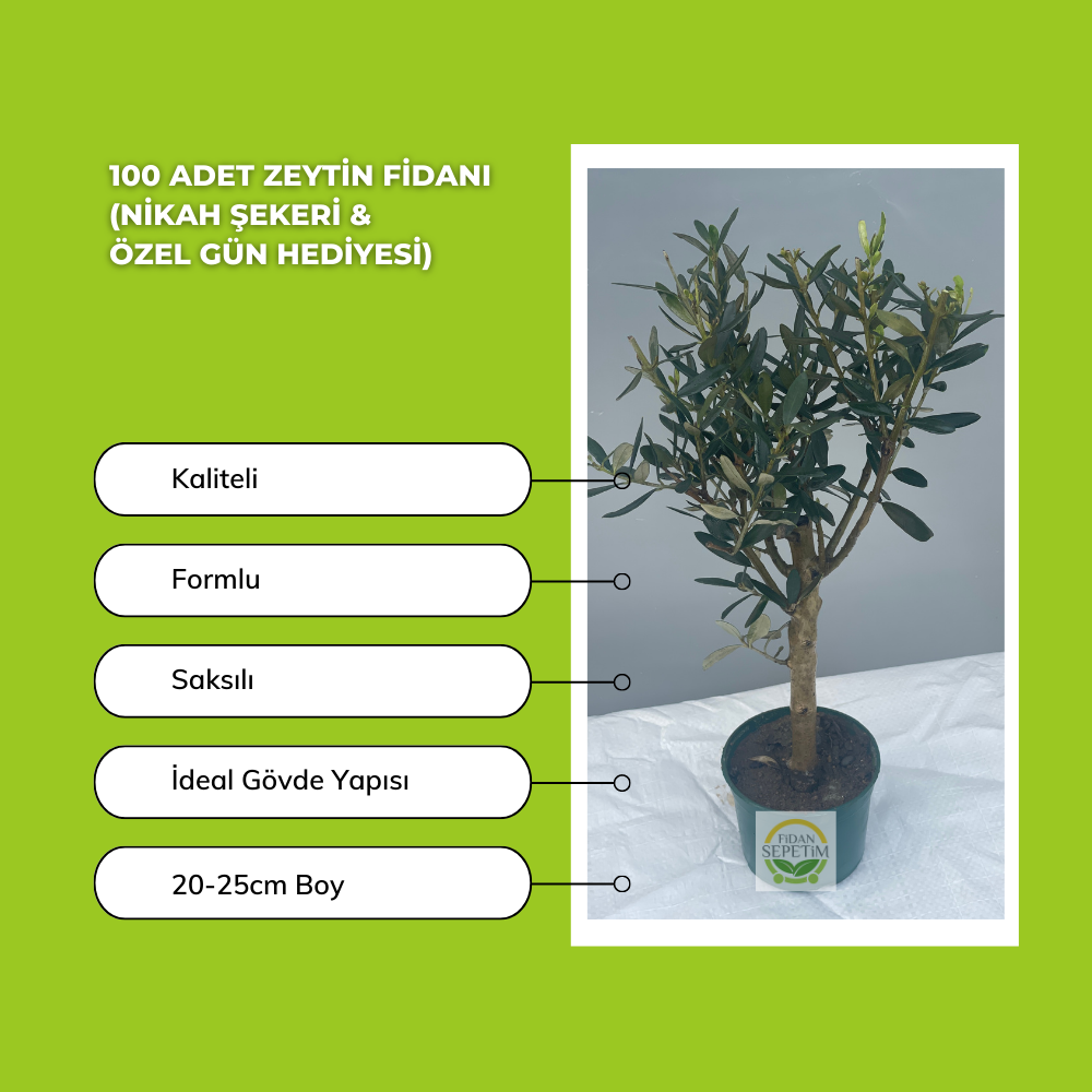 100 Adet Zeytin Fidanı (Nikah Şekeri & Özel Gün Hediyesi) 100 Adet Zeytin Fidanı (Nikah Şekeri & Özel Gün Hediyesi)