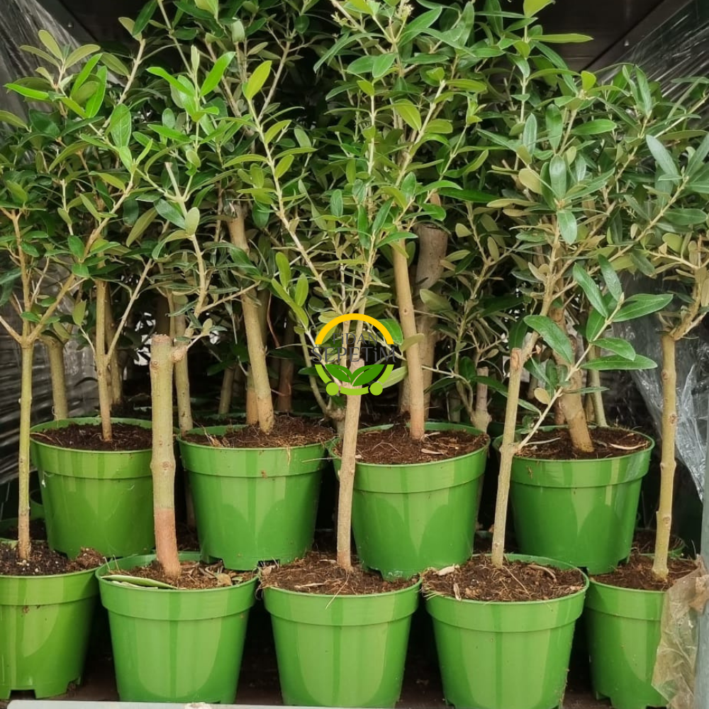 100 Adet Zeytin Fidanı (Nikah Şekeri & Özel Gün Hediyesi) 100 Adet Zeytin Fidanı (Nikah Şekeri & Özel Gün Hediyesi)