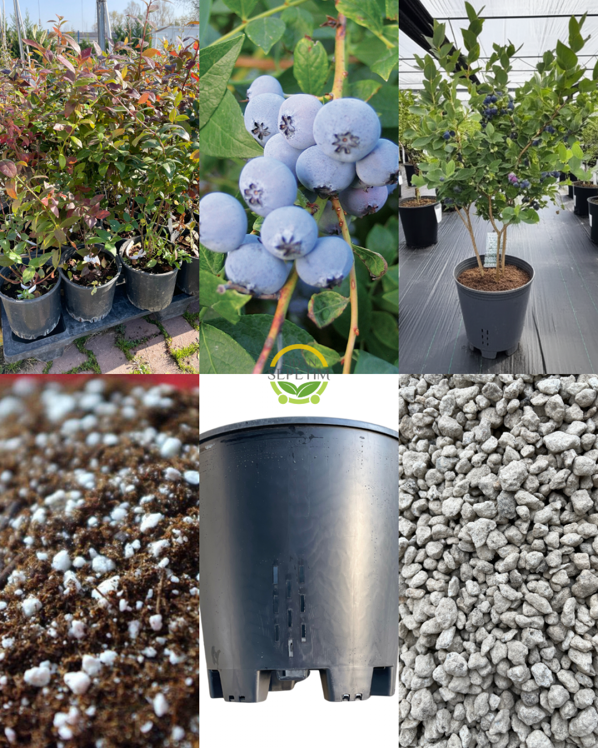 2 Adet 3 Yaş Biloxi Çeşiti Yaban Mersini Fidanı ve Yetiştirme Kiti 2 Adet 3 Yaş Biloxi Çeşiti Yaban Mersini Fidanı ve Yetiştirme Kiti