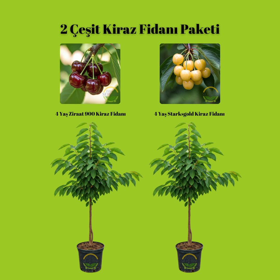2 Çeşit Kiraz Fidanı Paketi