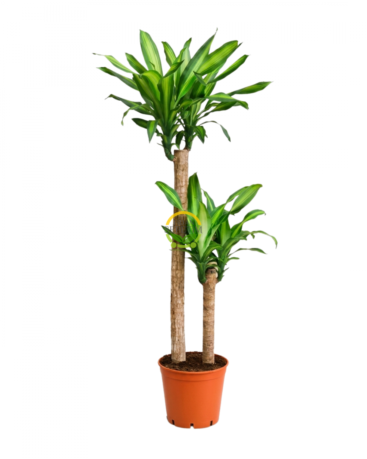 2 Gövdeli Dracaena Massengena Bitkisi 130-150cm