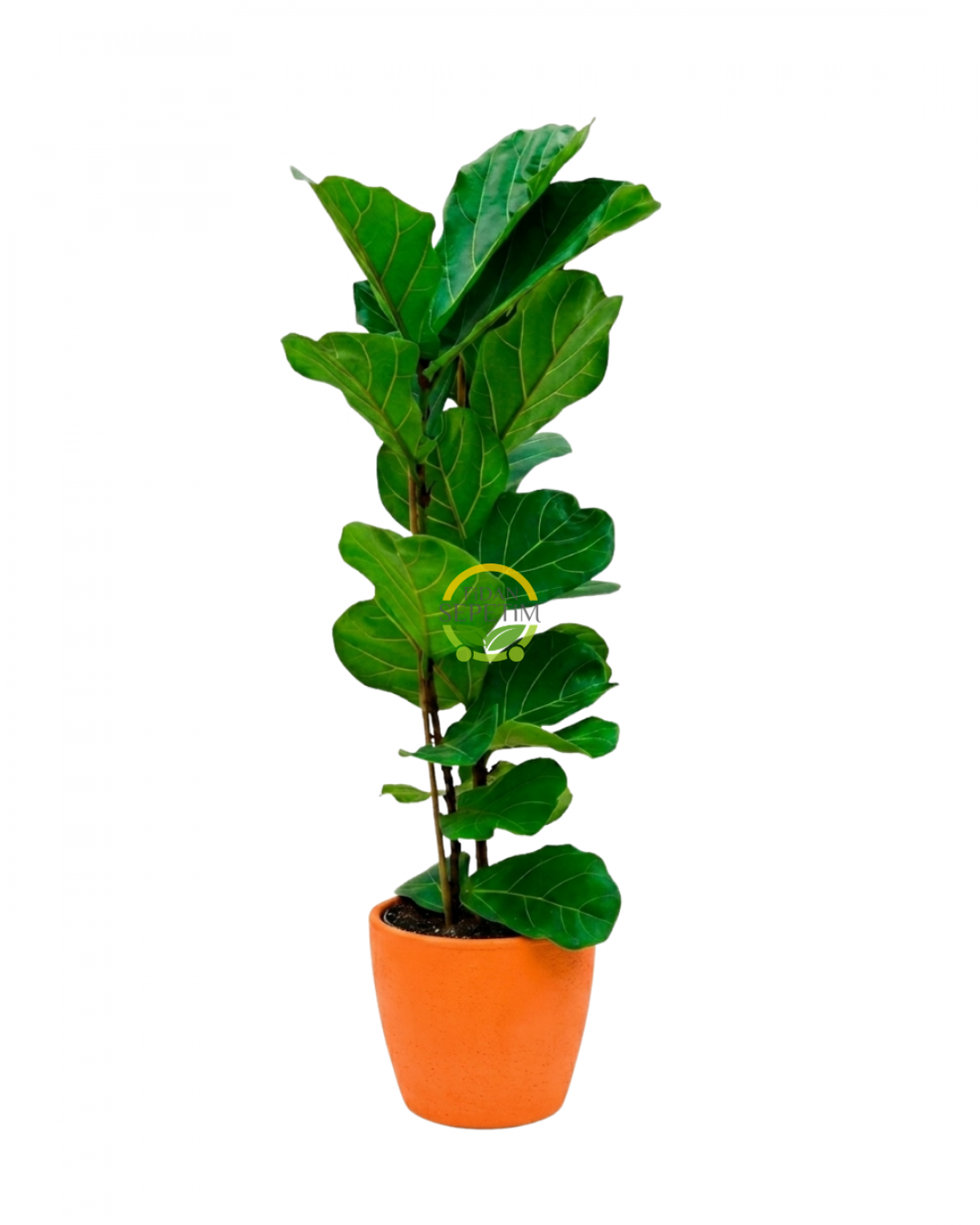 2 Gövdeli Keman Yapraklı Kauçuk Bitkisi 'Ficus Lyrata' 110-130cm