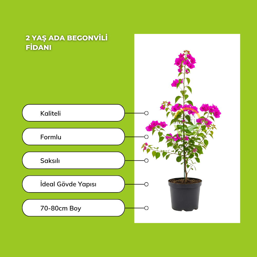 2 Yaş Ada Begonvili Fidanı 2 Yaş Ada Begonvili Fidanı