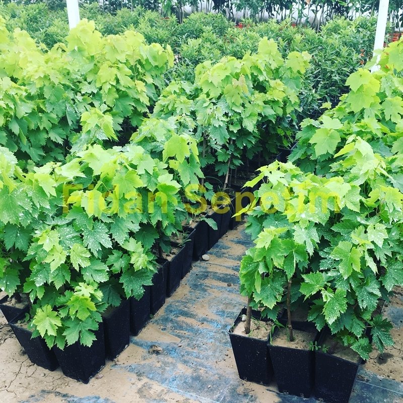 2 Yaş Antep Karası Üzüm Fidanı