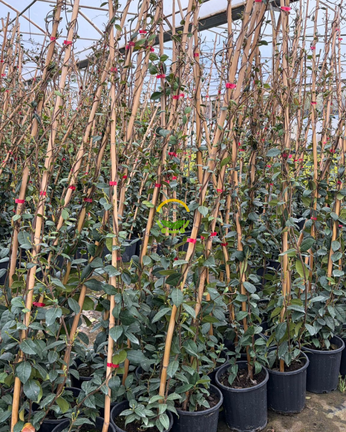 2 Yaş Arap Yasemini Fidanı 170-200cm XL Boy