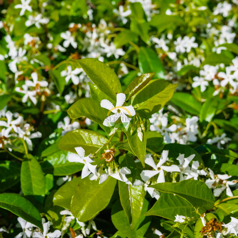 2 Yaş Arap Yasemini Fidanı 2 Yaş Arap Yasemini Fidanı