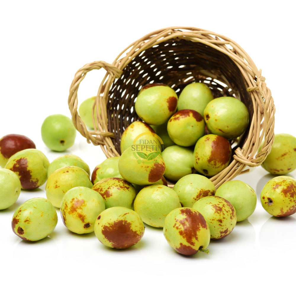 2 Yaş Aşılı İri Meyveli Hünnap Fidanı 2 Yaş Aşılı İri Meyveli Hünnap Fidanı