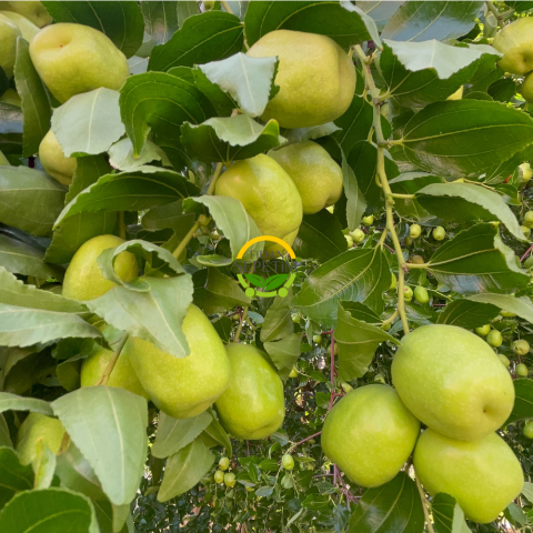 2 Yaş Aşılı İri Meyveli Hünnap Fidanı 2 Yaş Aşılı İri Meyveli Hünnap Fidanı