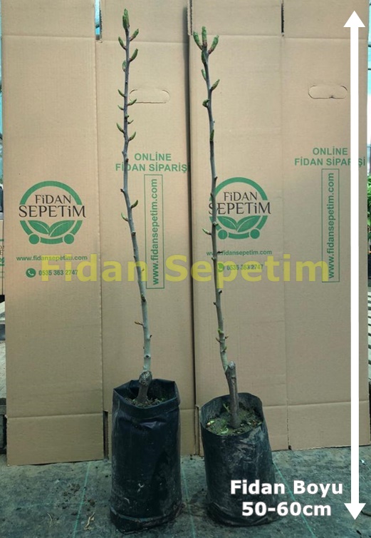 2 Yaş Aşılı Kırmızı Alıç Fidanı 2 Yaş Aşılı Kırmızı Alıç Fidanı