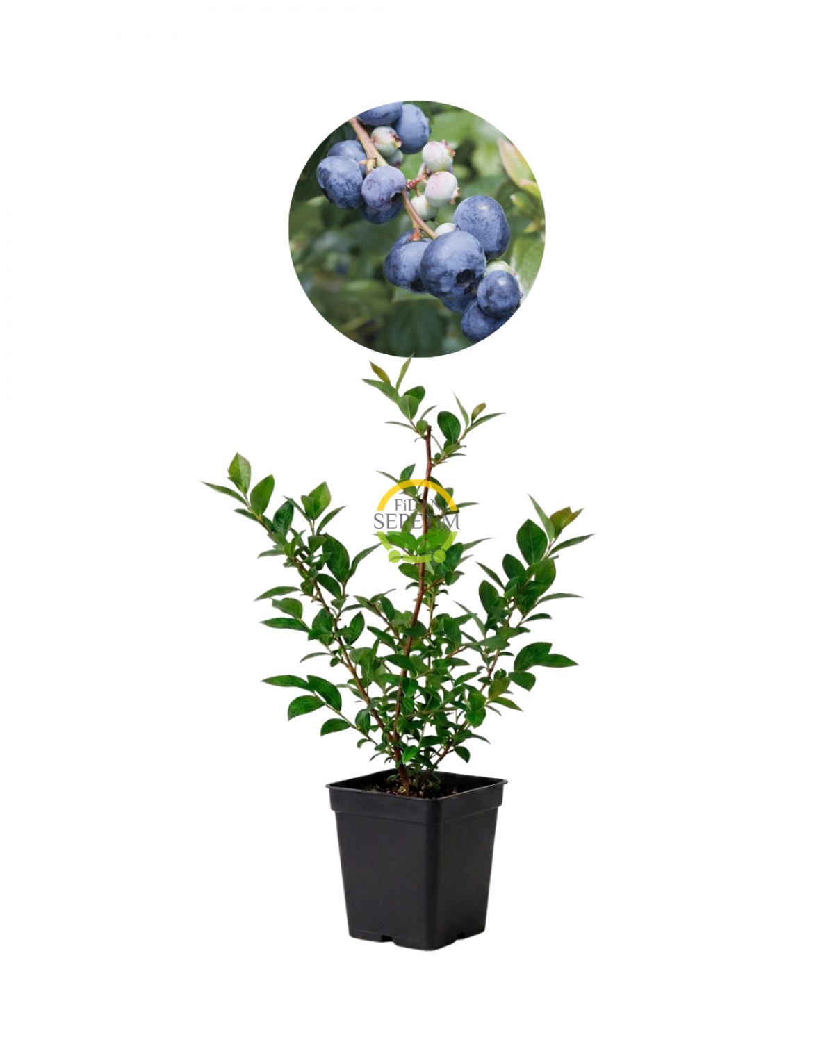 2 Yaş BlueGold Çeşiti Yaban Mersini Fidanı