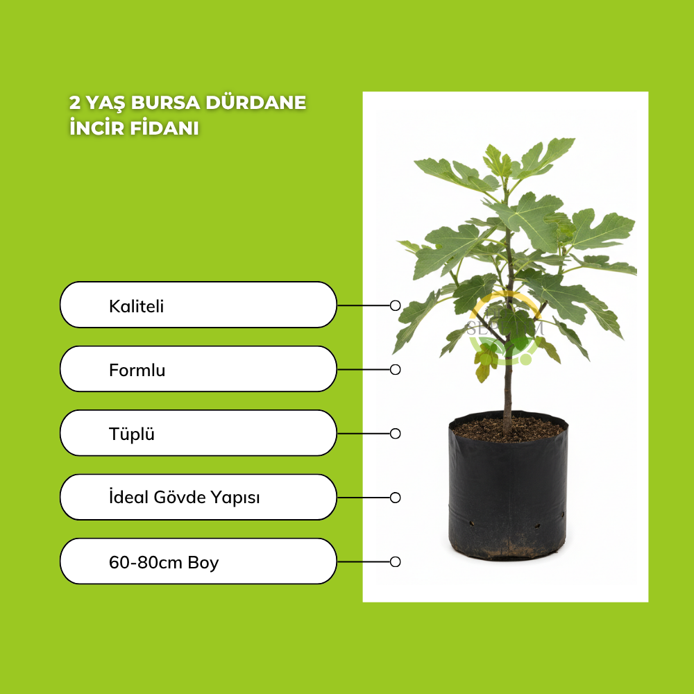 2 Yaş Bursa Dürdane İncir Fidanı 2 Yaş Bursa Dürdane İncir Fidanı