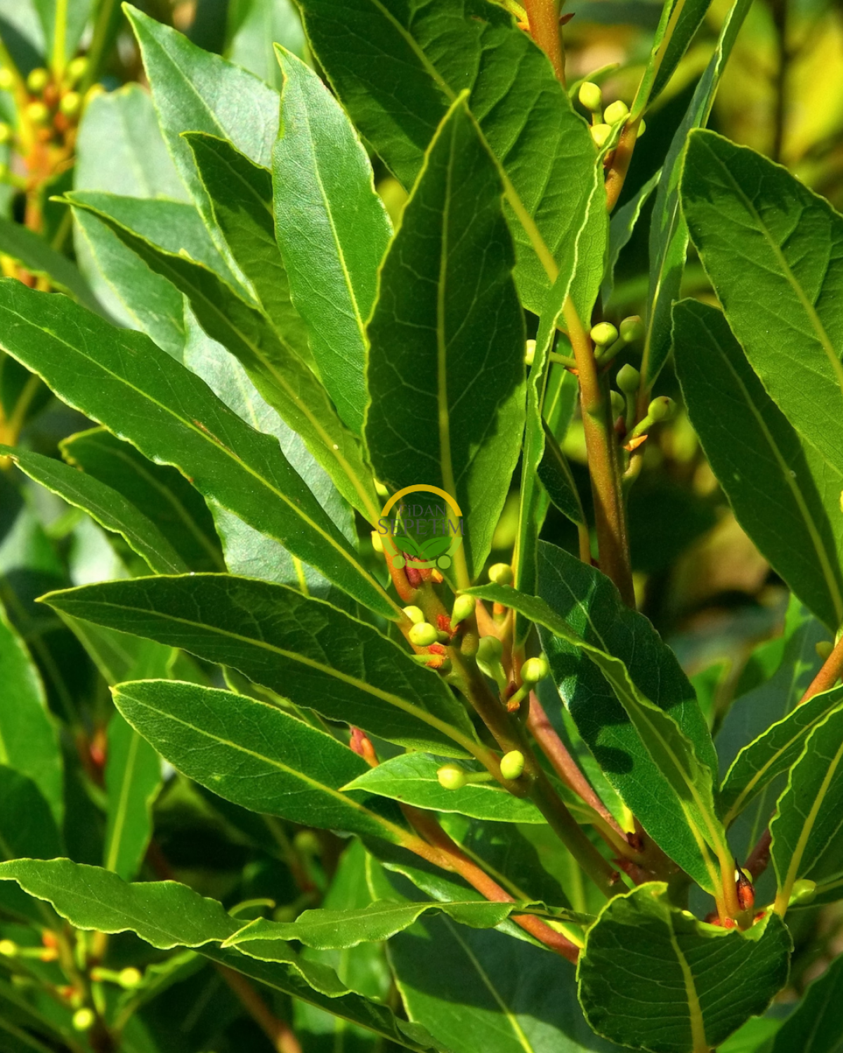 2 Yaş Defne Fidanı 'Laurus nobilis'