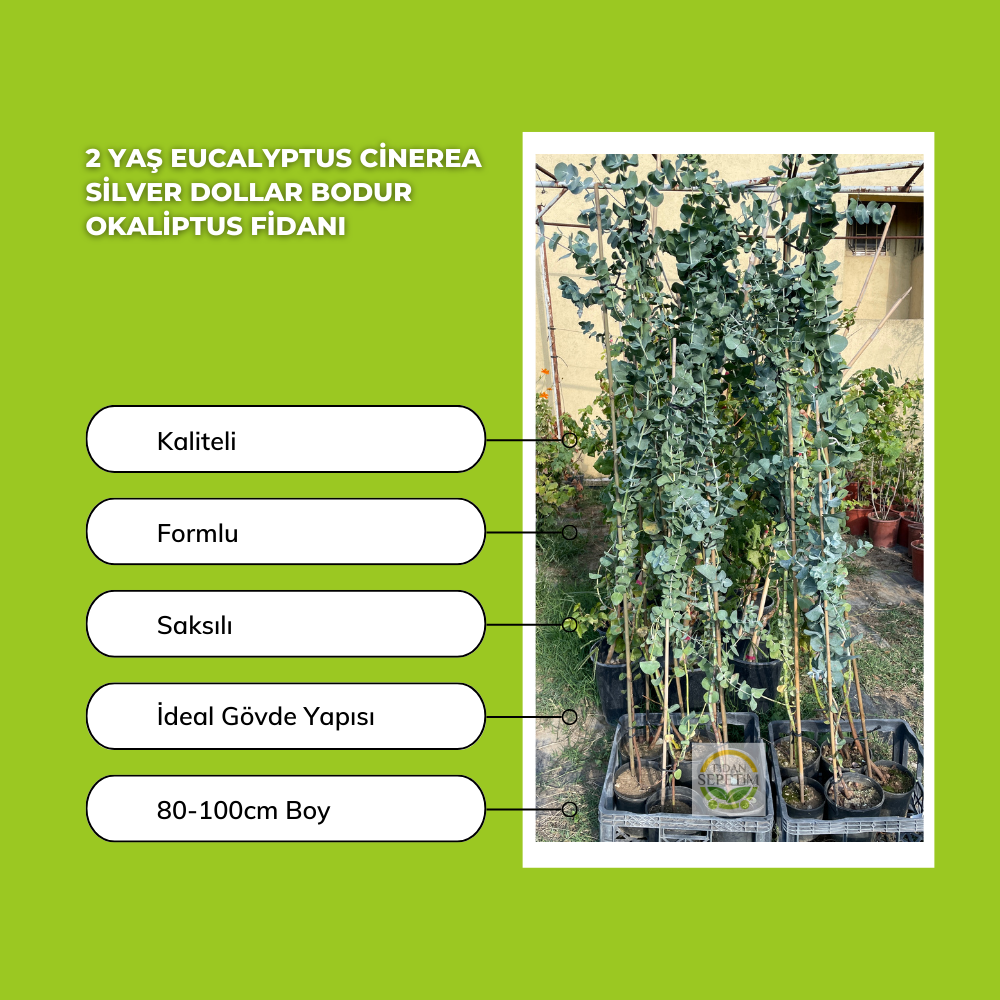 2 Yaş Eucalyptus Cinerea Silver Dollar Bodur Okaliptus Fidanı