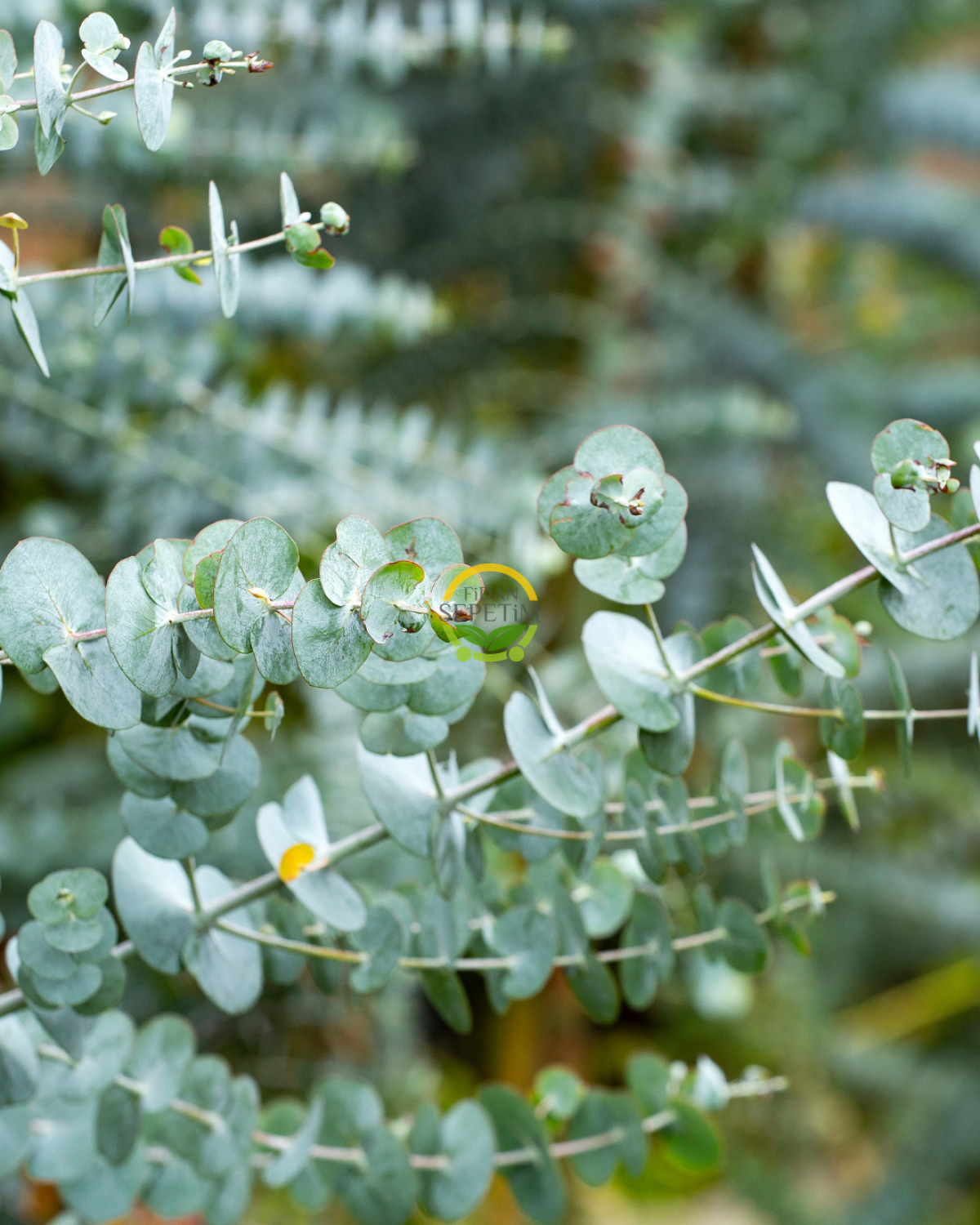 2 Yaş Eucalyptus Cinerea Silver Dollar Bodur Okaliptus Fidanı