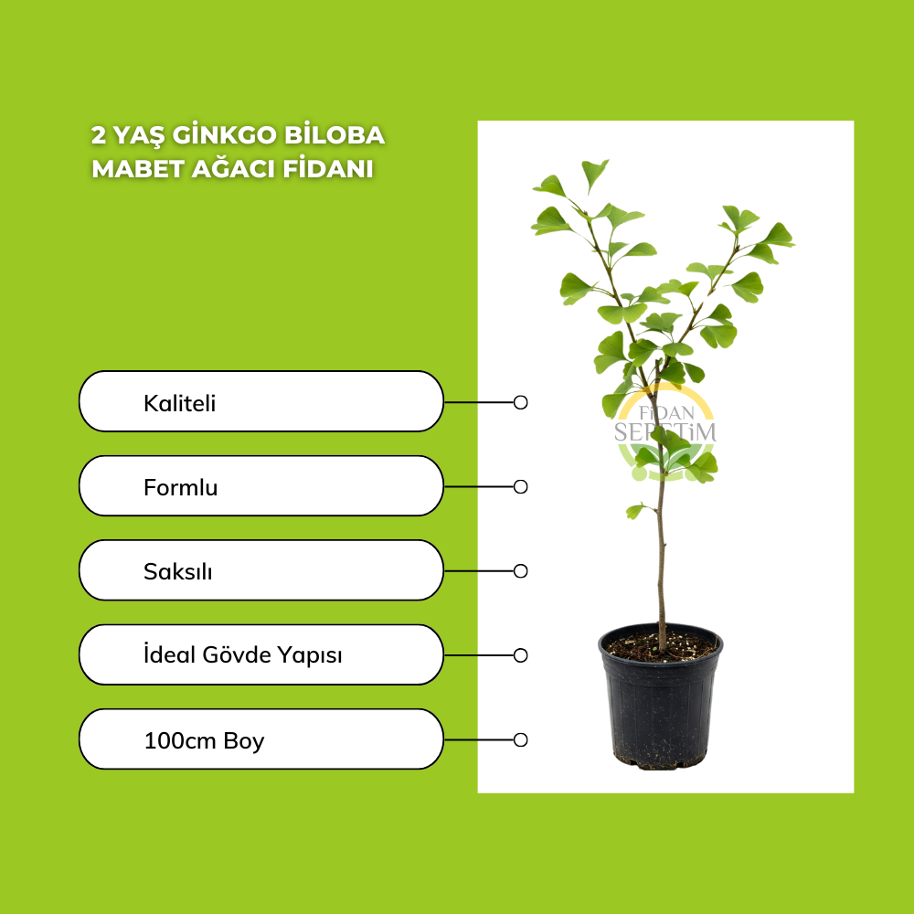 2 Yaş Ginkgo biloba Mabet Ağacı Fidanı
