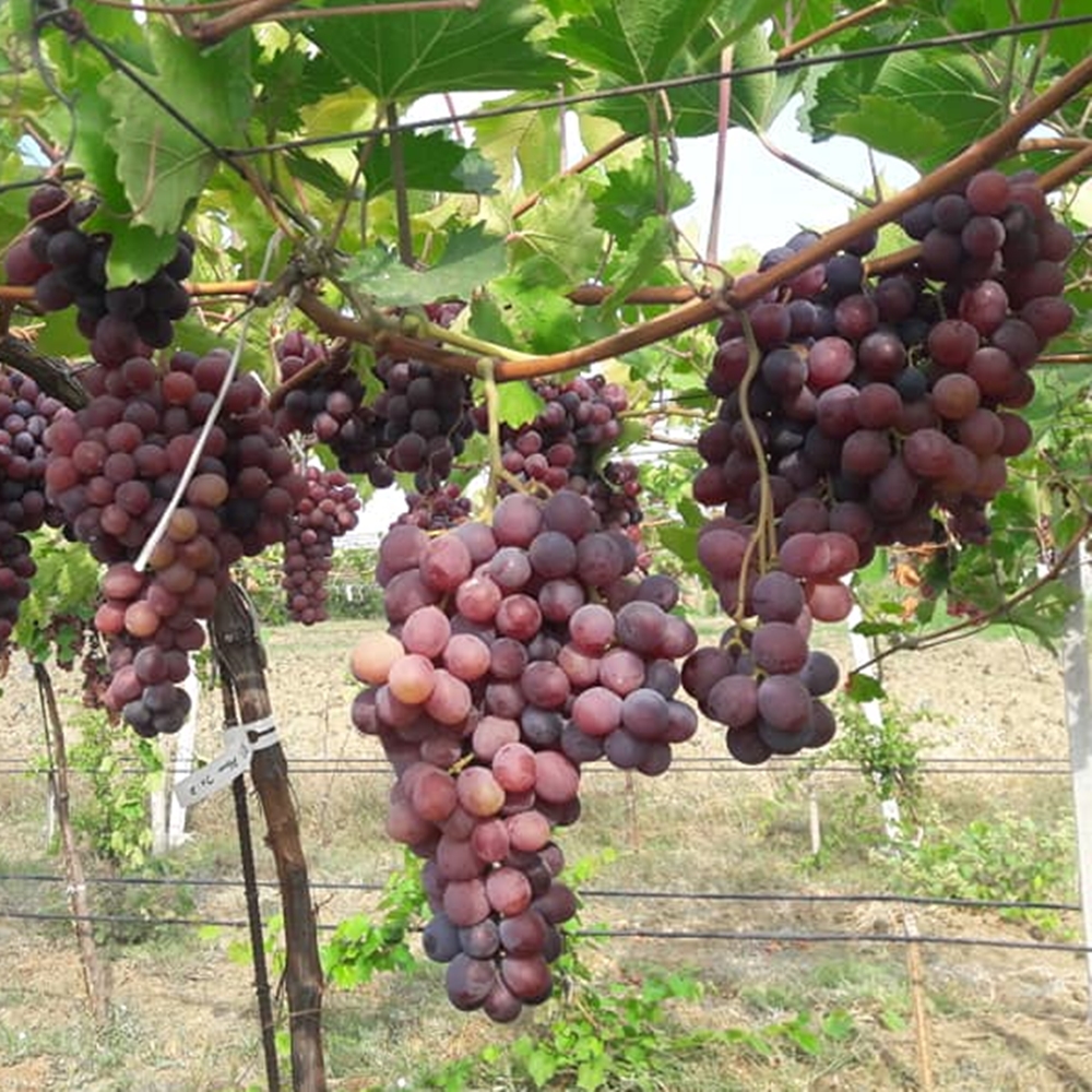 2 Yaş Gürnil Üzüm Fidanı 2 Yaş Gürnil Üzüm Fidanı