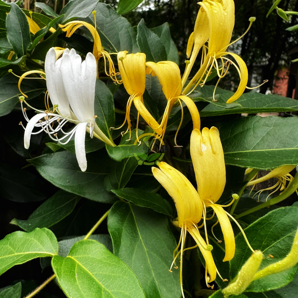 2 Yaş Hanımeli Fidanı 2 Yaş Hanımeli Fidanı