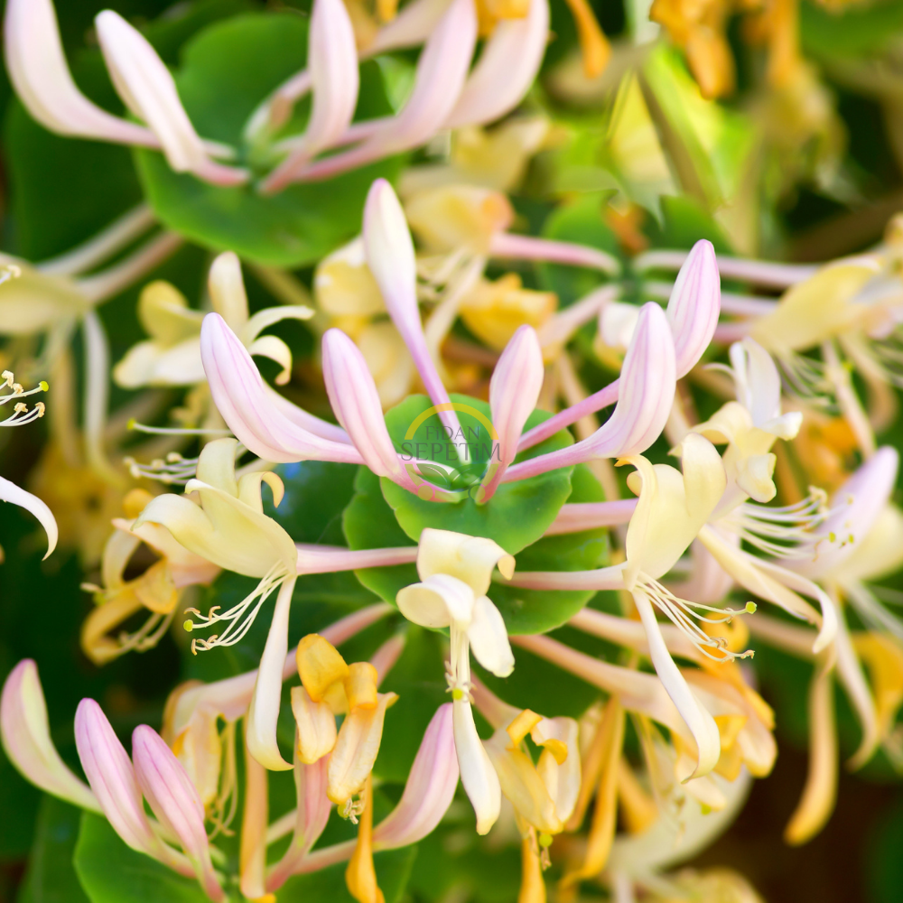 2 Yaş Hanımeli Fidanı 2 Yaş Hanımeli Fidanı