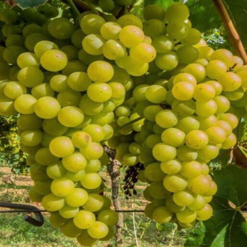 2 Yaş Kartal Üzüm Fidanı 2 Yaş Kartal Üzüm Fidanı