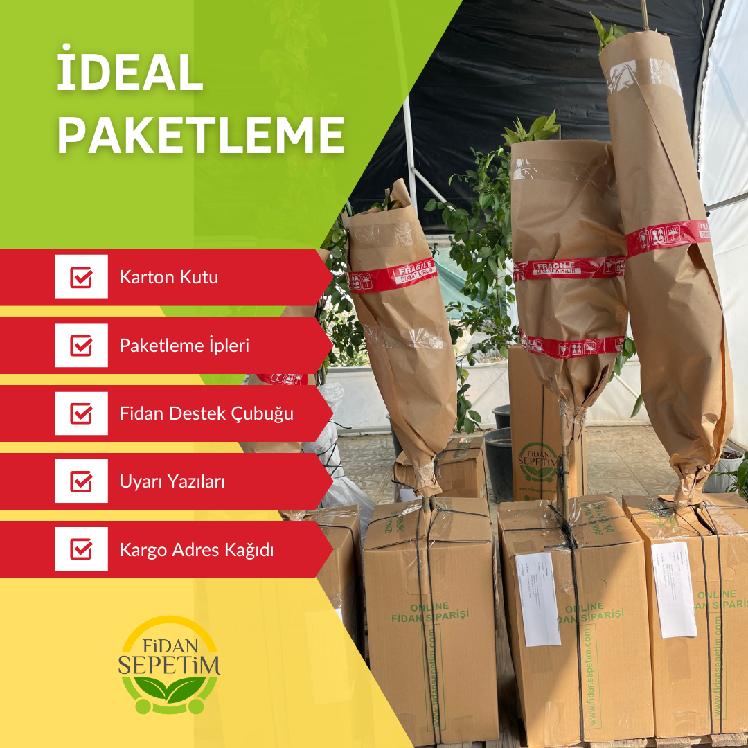 2 Yaş Kocayemiş (Dağ Çileği) Fidanı