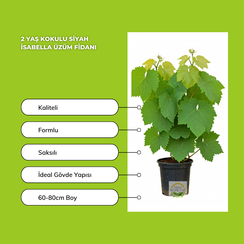 2 Yaş Kokulu Siyah İsabella Üzüm Fidanı